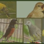 perawatan burung kicau