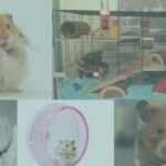 tips merawat hamster