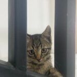 perilaku kucing