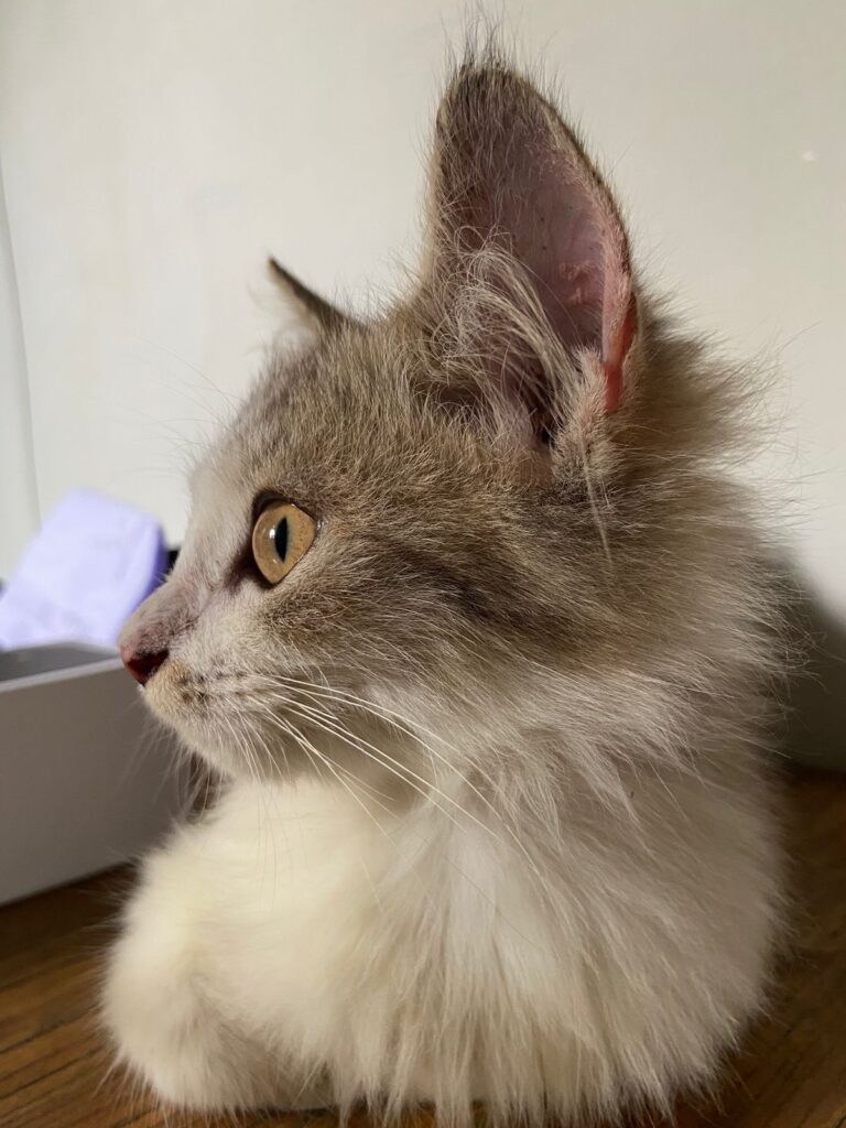 kucing lucu