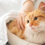 tips kucing