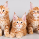 Pentingnya Albumin Pada Kucing
