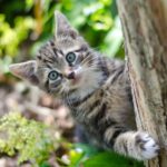 fakta unik kucing