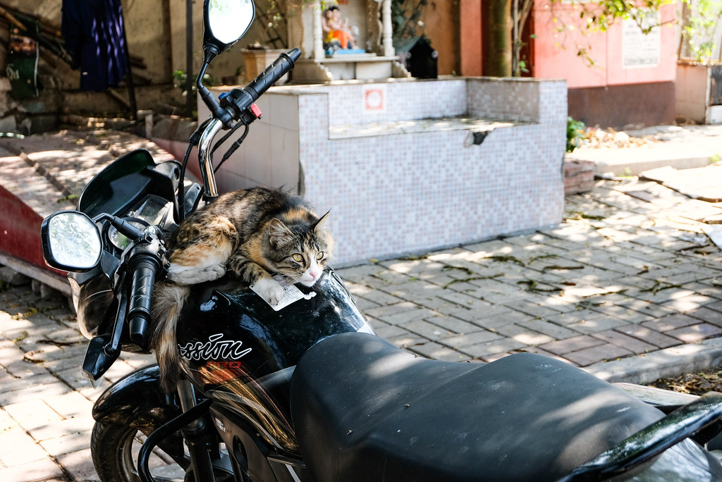 Jenis Kucing Jalanan