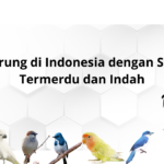 7 Burung di Indonesia