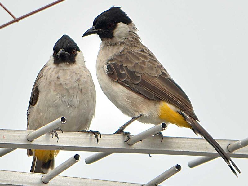 10 Burung Populer Indonesia