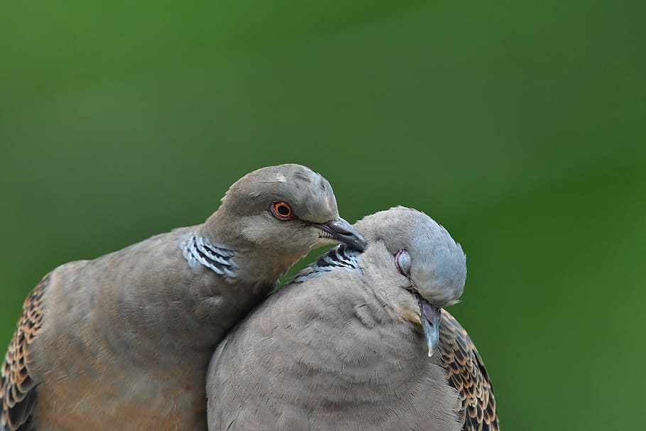 Burung Tekukur