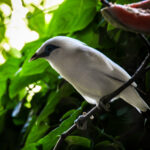Pesona Burung Jalak