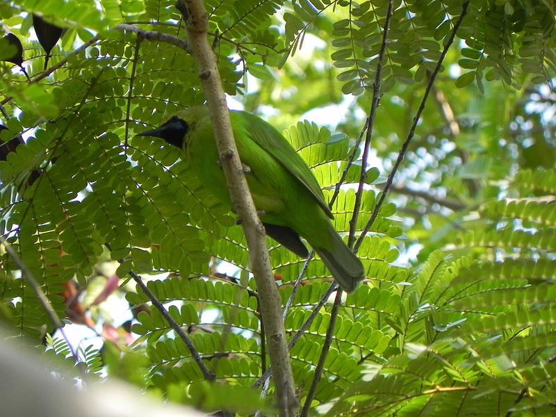 10 Burung Populer Indonesia