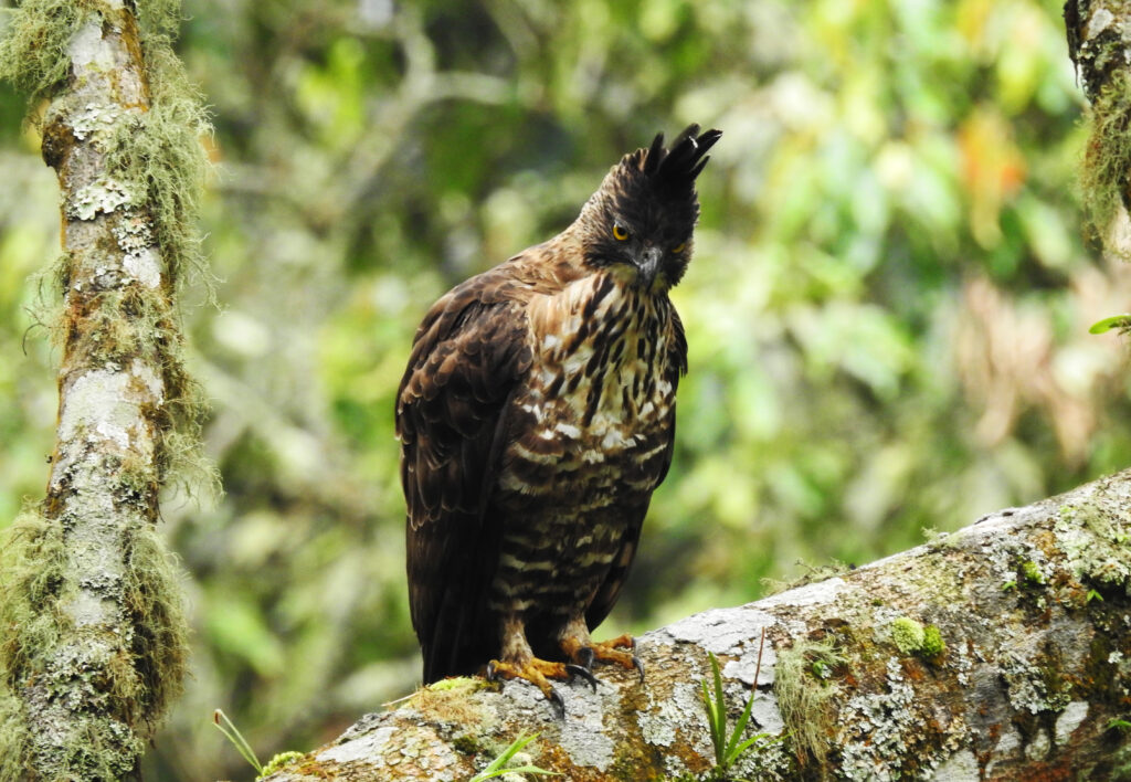 10 Burung Populer Indonesia