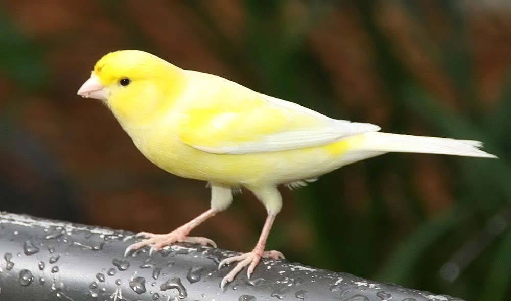 10 Burung Populer Indonesia