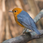 Burung Anis Merah