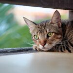 Kucing Tidak Mau Makan