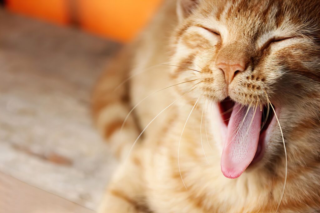 Kucing Tidak Mau Makan