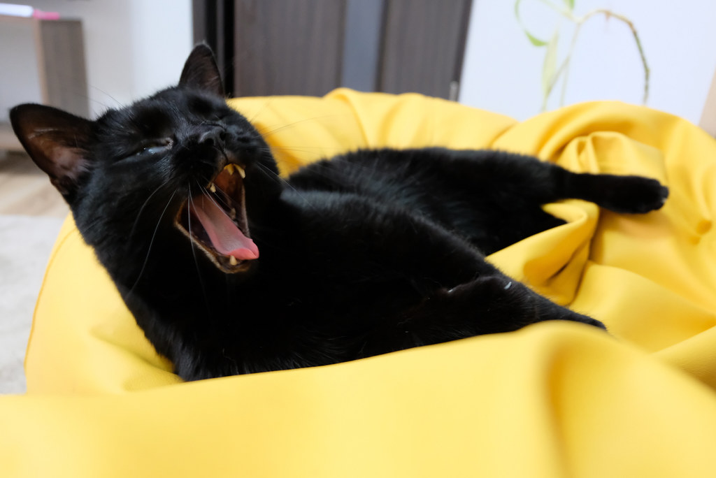 Black Cat Yawning