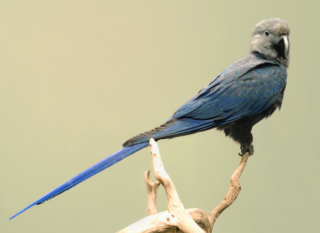 3 Fakta Burung Terlangka