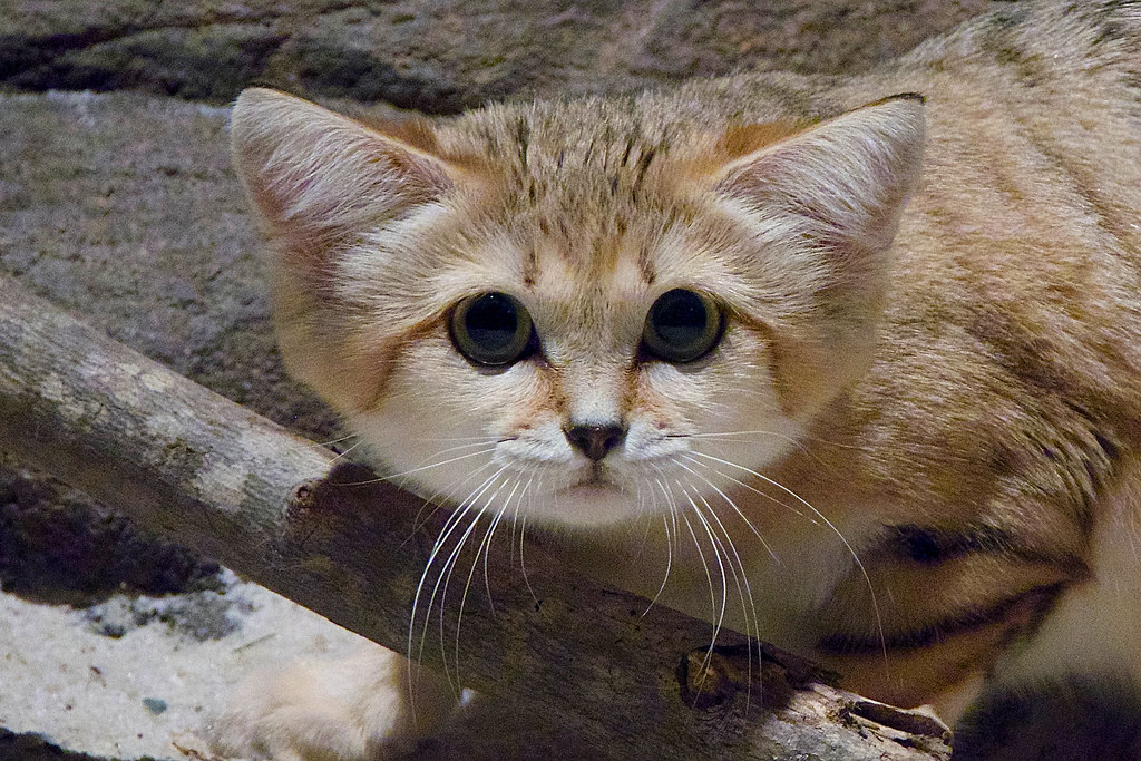 5 Kucing Langka