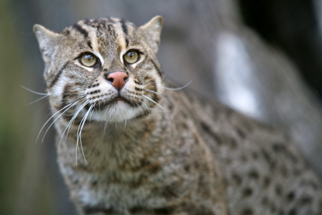 5 Kucing Langka
