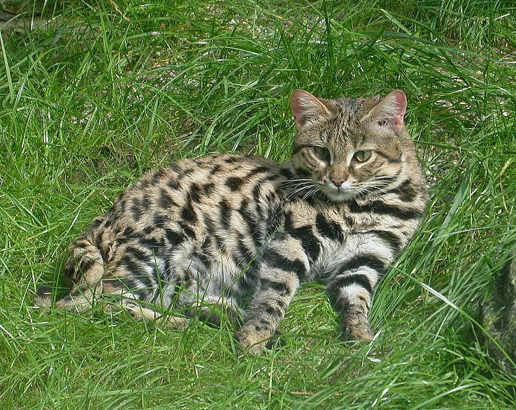 5 Kucing Langka