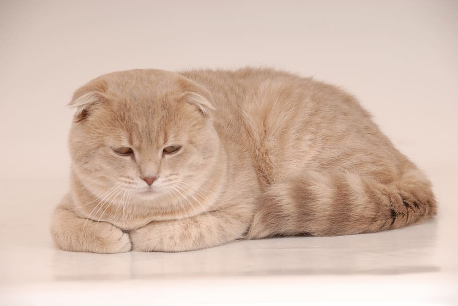 5 Kucing Langka