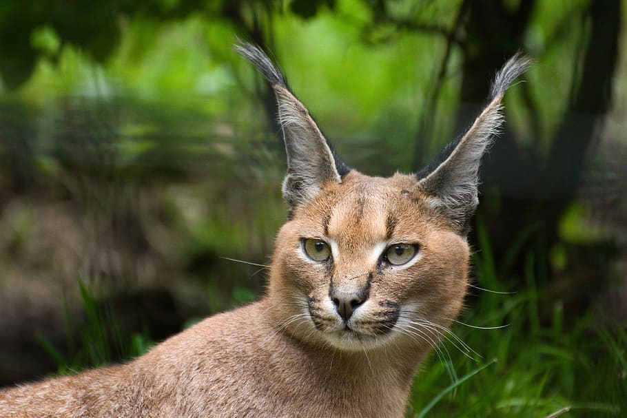 5 Kucing Langka