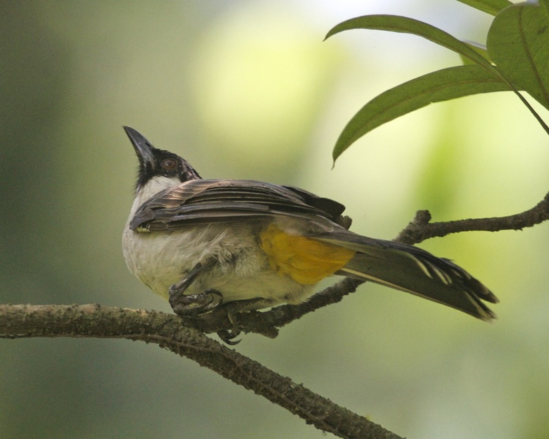 7 Burung di Indonesia