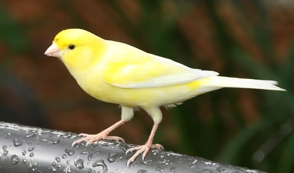 7 Burung di Indonesia