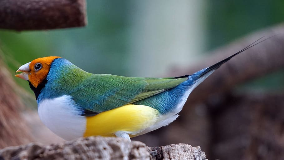 7 Burung Tercantik