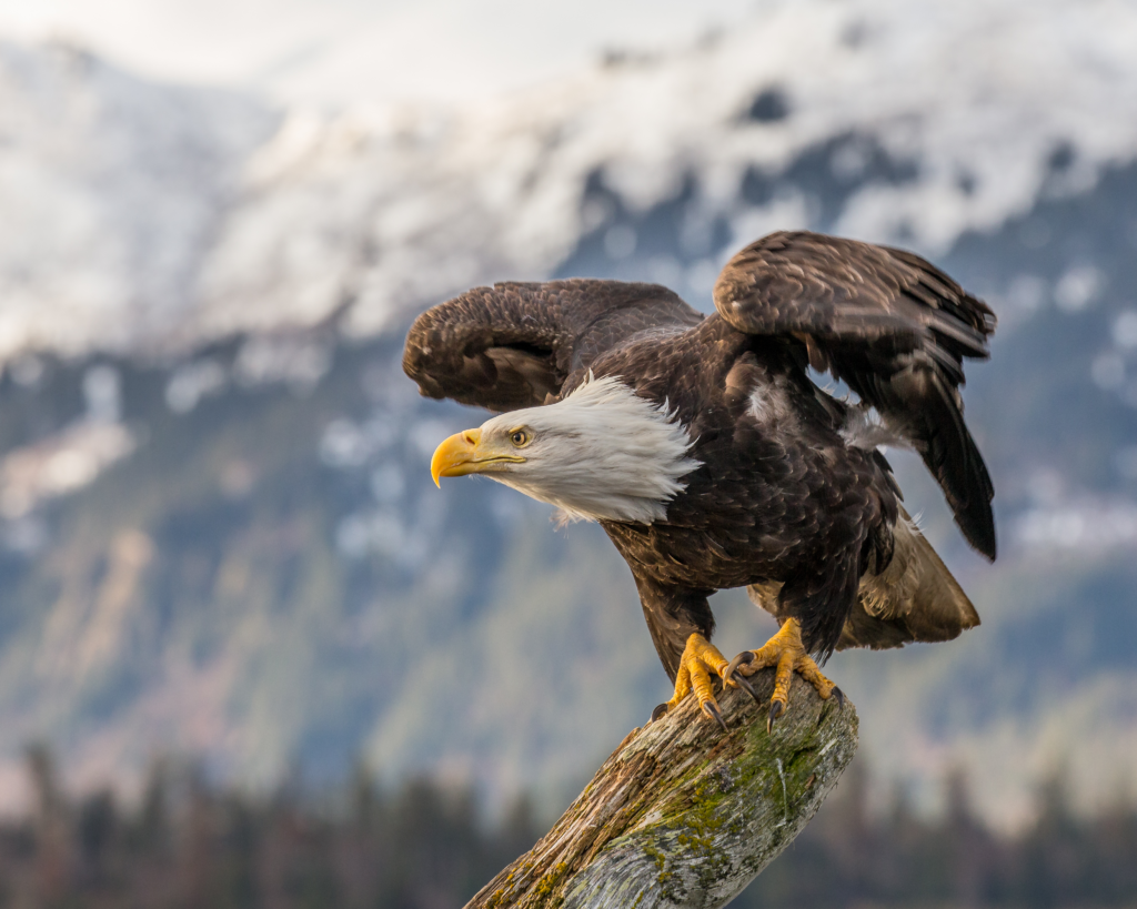 7 Burung Tercantik