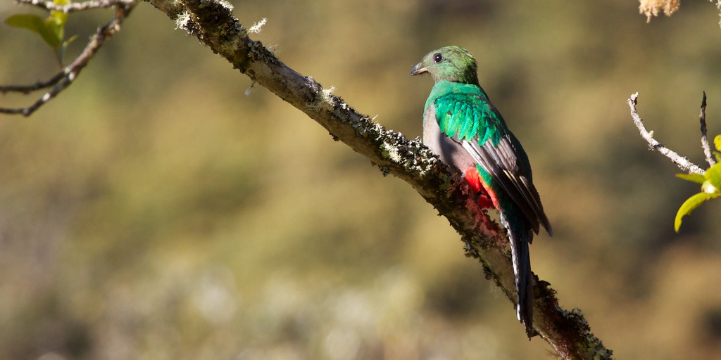 7 Burung Tercantik