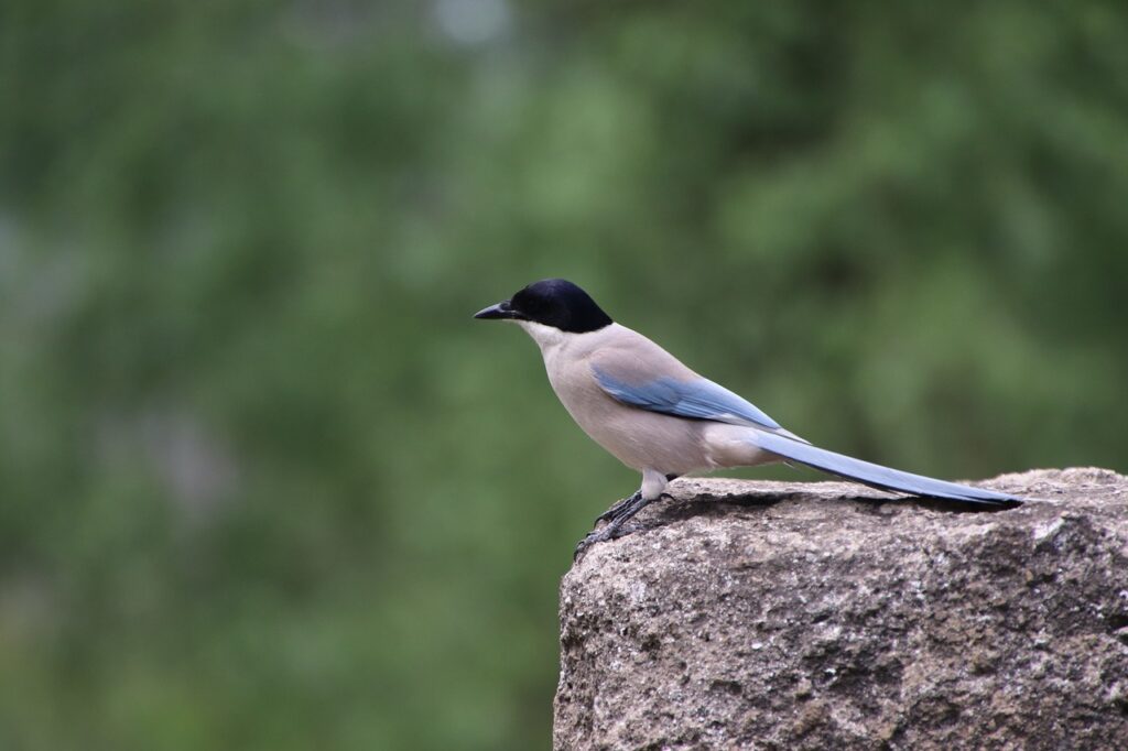 Pesona Burung Murai Batu