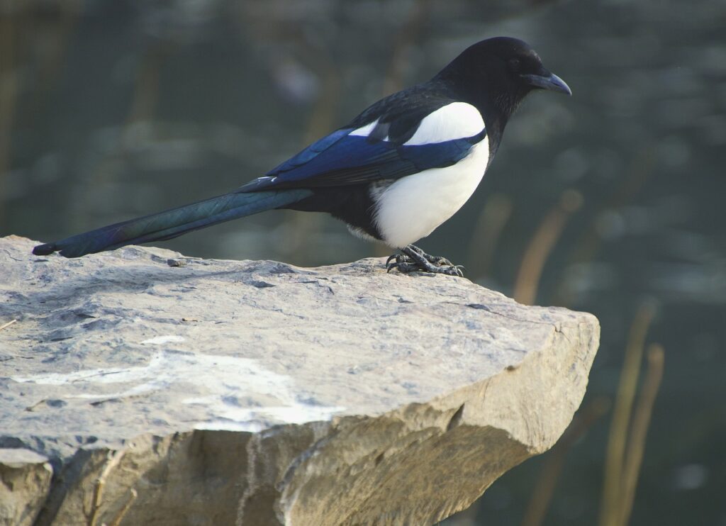 Pesona Burung Murai Batu