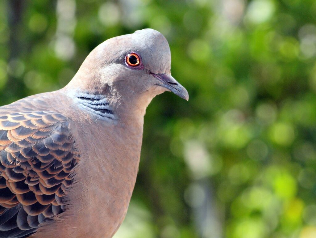 Burung Tekukur