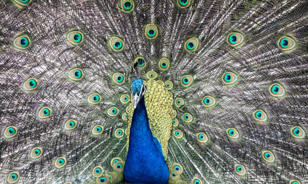 7 Burung Tercantik