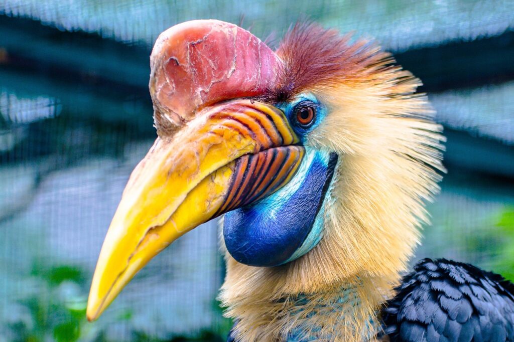10 Burung Populer Indonesia