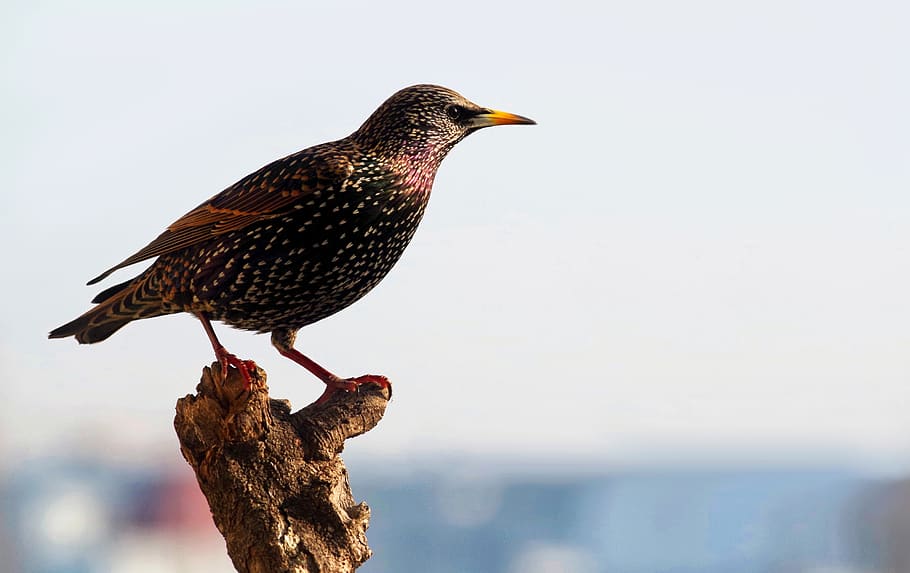 Pesona Burung Jalak