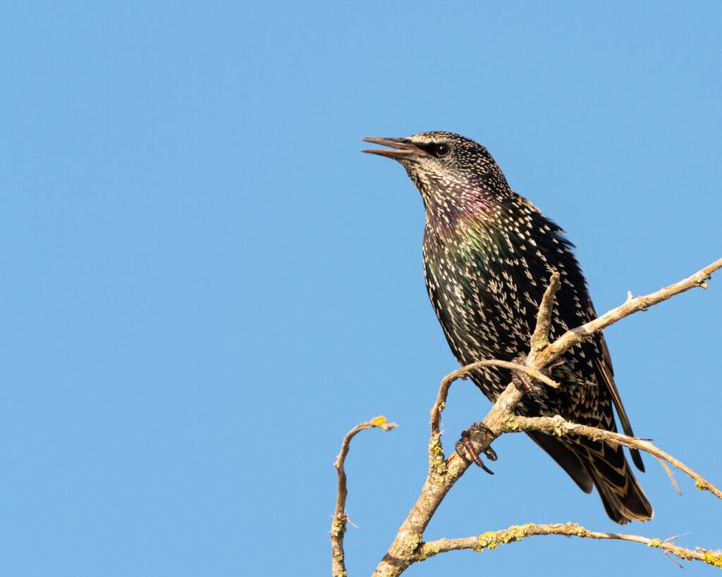 Pesona Burung Jalak
