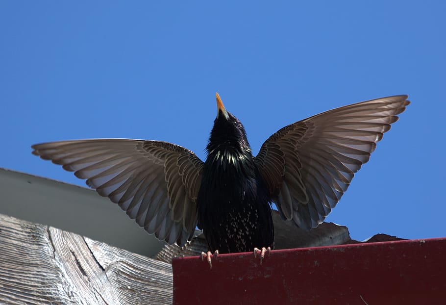 Pesona Burung Jalak