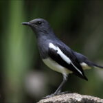 6 Fakta Burung Kacer