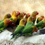6 Fakta Burung Lovebird