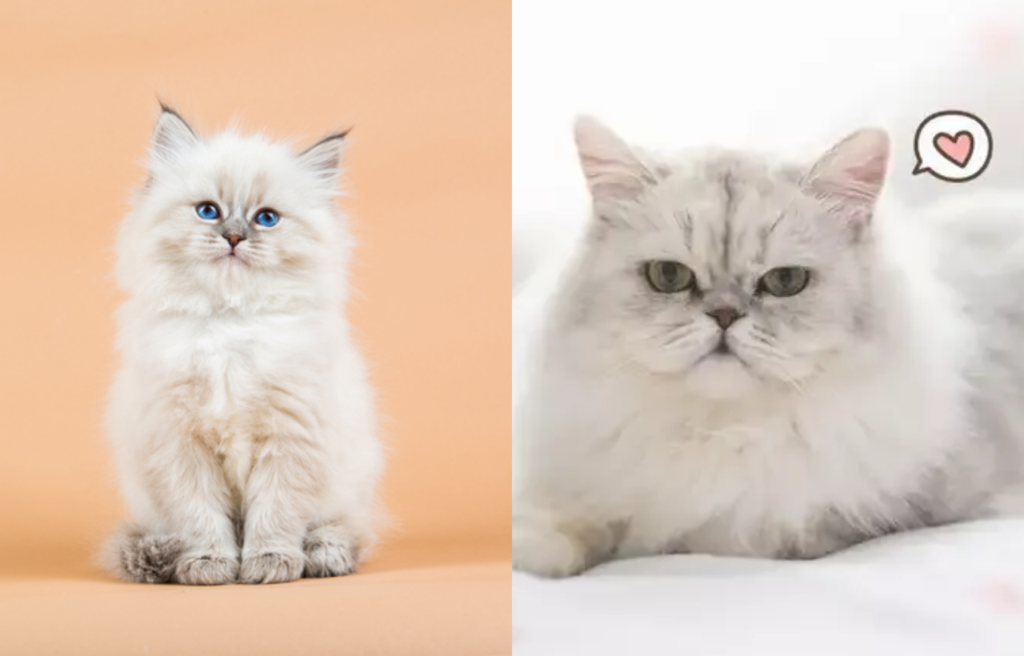 Kucing Persia dan Anggora