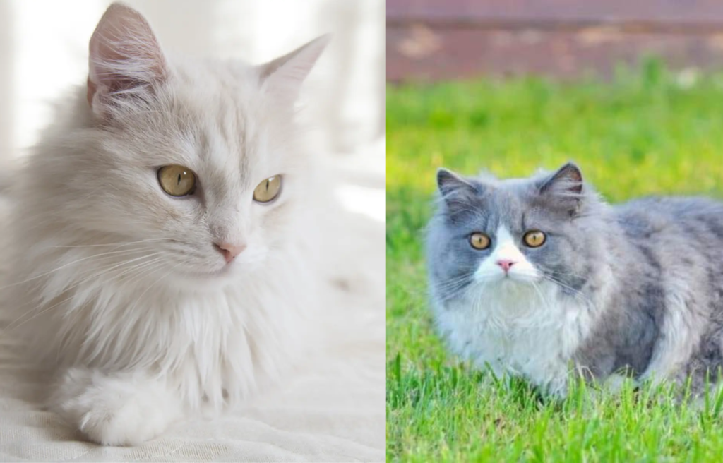 Kucing Persia dan Anggora