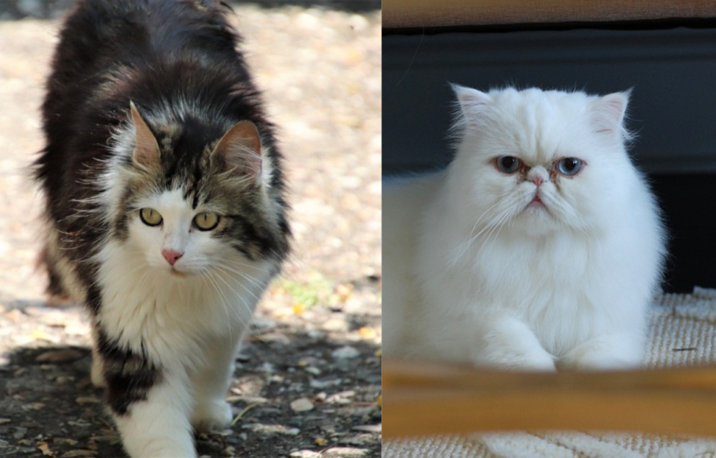 Kucing Persia dan Anggora