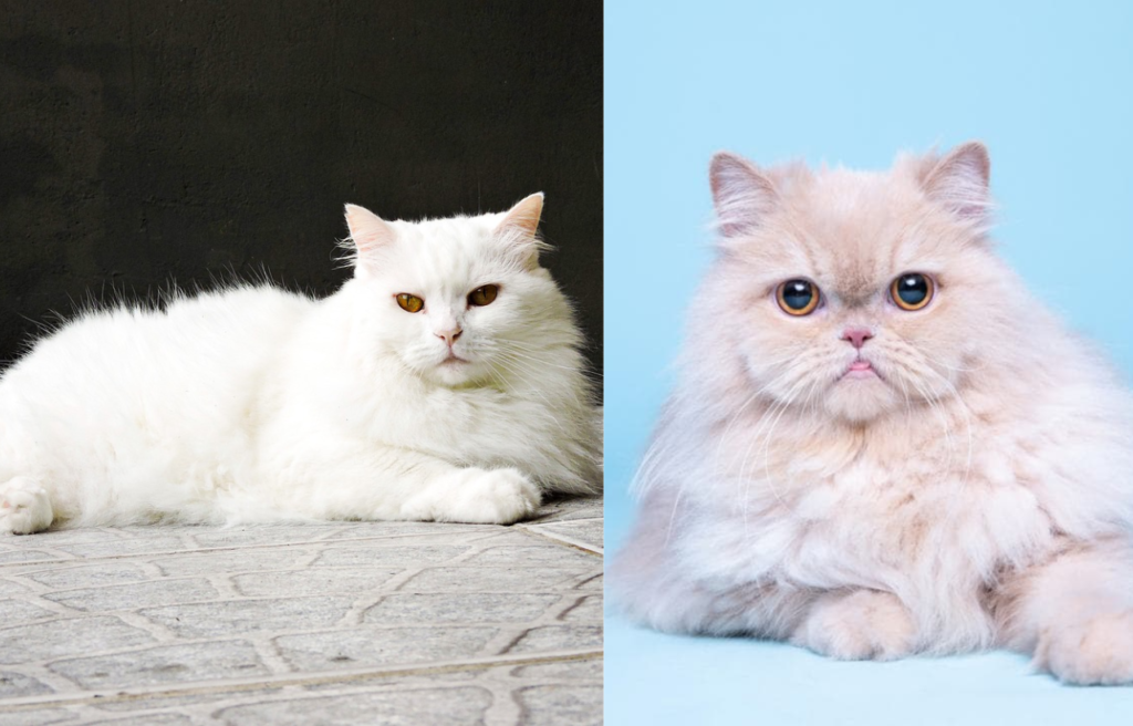 Kucing Persia dan Anggora