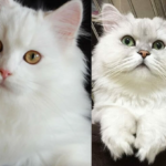 Kucing Persia dan Anggora