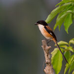 5 Fakta Burung Cendet