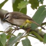 5 Fakta Burung Cerucuk