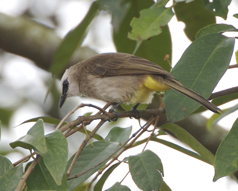 5 Fakta Burung Cerucuk