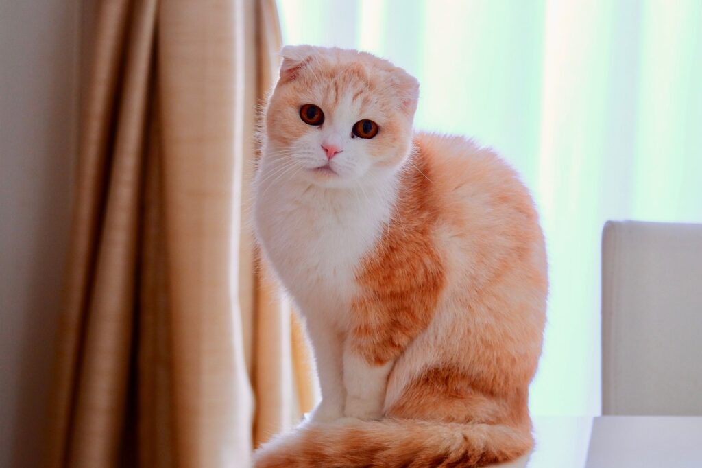 Mengenal Kucing Scottish Fold
