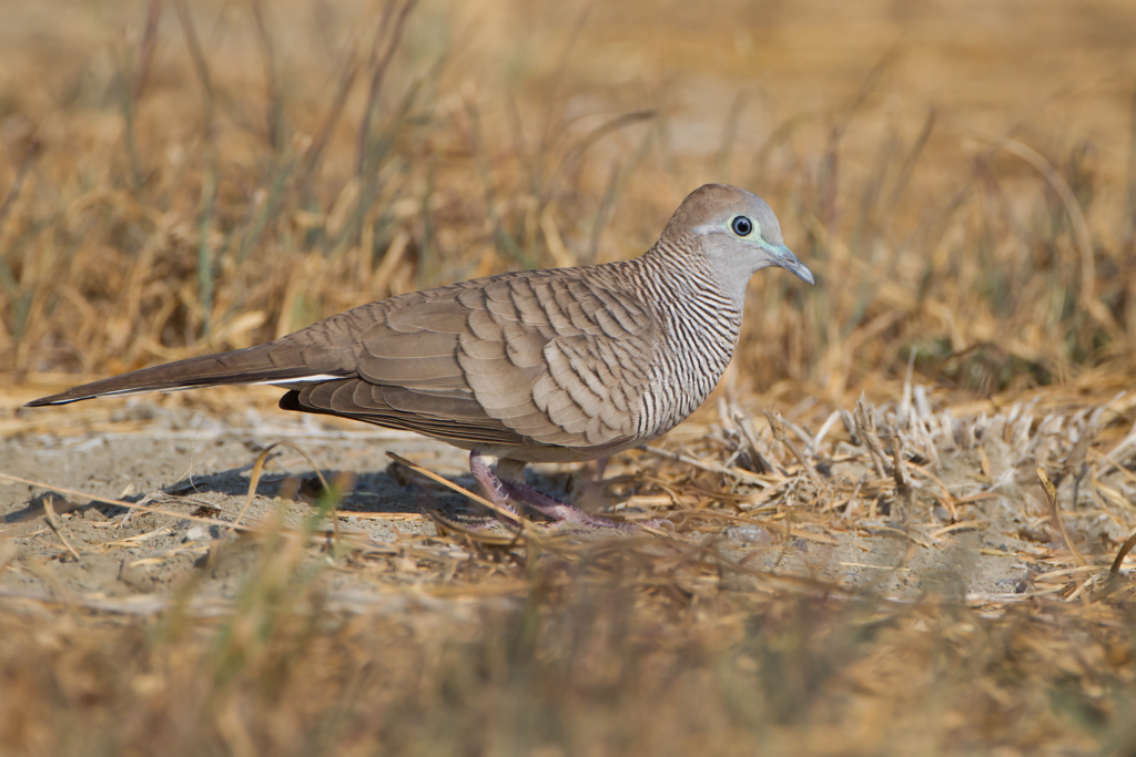 8 Tips Burung Perkututmu